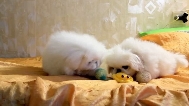 Пекинеса БЕЛЫХ щенков продам смотреть онлайн