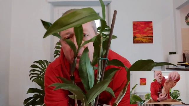 Per chi ben inizia..VARESINA ORCHIDEE смотреть онлайн