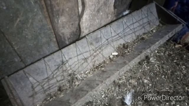 Курам нечего есть! // мыши сожрали запасы! смотреть онлайн