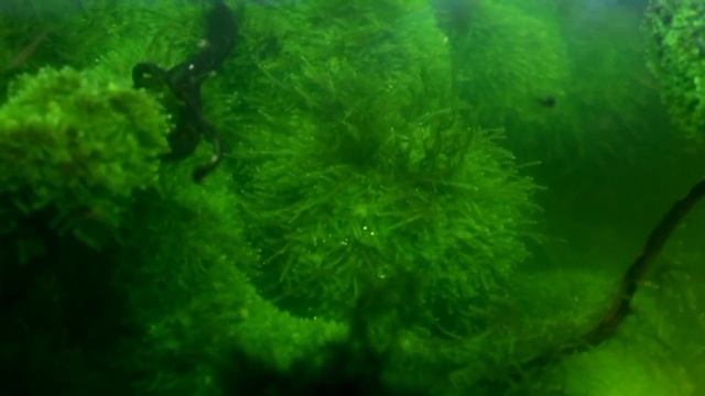 10 BEST Beginner Aquarium Plants (explained) in 11 minutes! смотреть онлайн