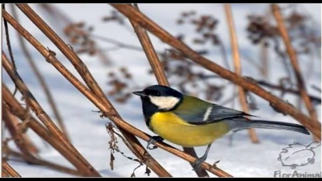 Слайд шоу Синицы смотреть онлайн