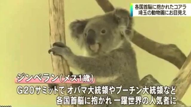 Показ коала которых фотографировали с лидерами G20 - видео новости на японском языке смотреть онлайн