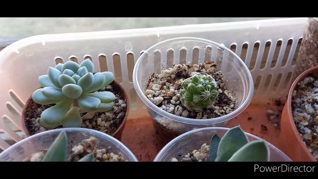 Комнатные цветы//Суккуленты спустя полгода смотреть онлайн