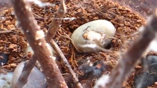 LATRODECTUS HASSELTI смотреть онлайн