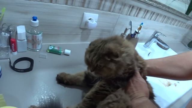 Мои обновки/Наводим красоту/Стыдно показывать еду смотреть онлайн