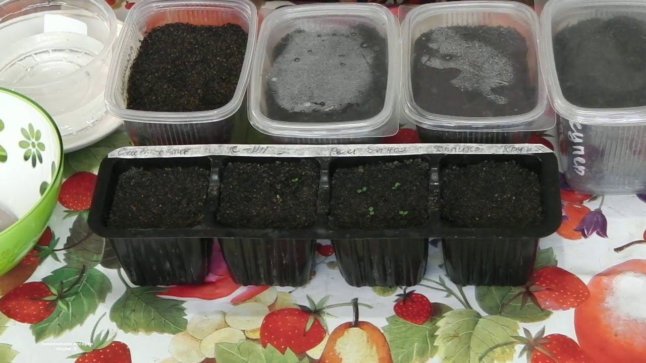 КАК СТРАТИФИЦИРОВАТЬ СЕМЕНА ЗЕМЛЯНИКИ ПОСЛЕ ПОСЕВА . КАК СЕЯТЬ КРУПНОПЛОДНУЮ САДОВУЮ ЗЕМЛЯНИКУ. смотреть онлайн