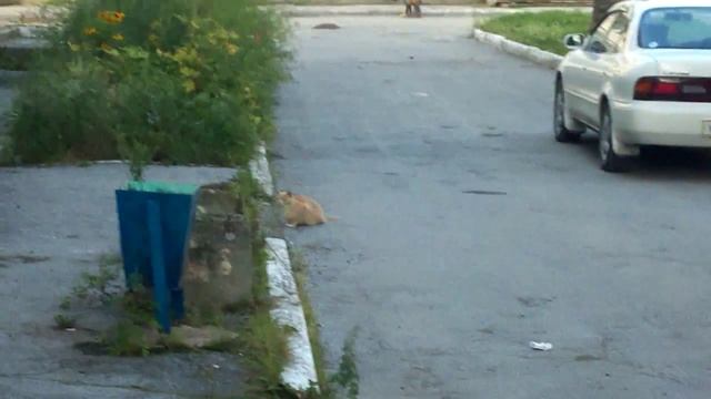 Кот поймал голубя смотреть онлайн