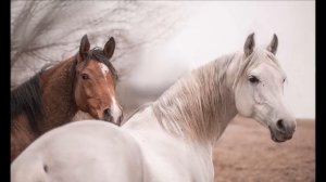 Новая Цыганская песня 2019 "Метели"