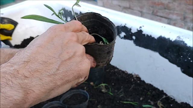 Gazania por esquejes смотреть онлайн