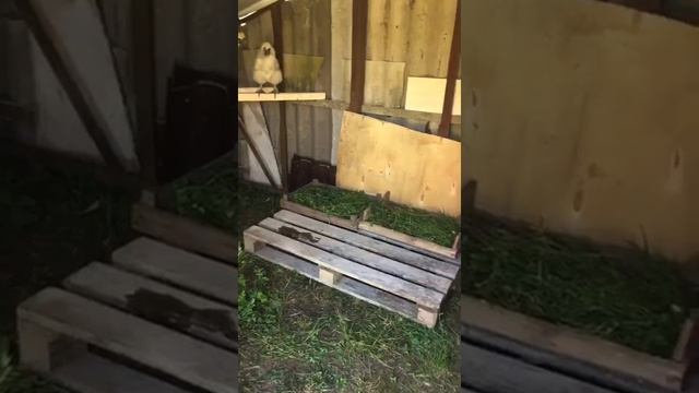 Купили китайских шелковых аборигенов смотреть онлайн