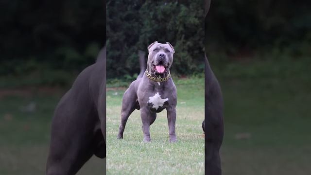Пит Буль сила #doglover #питбуль #alabai #дрессировка #puppy #dogsvideo #dogs #trendingdogvideo смотреть онлайн