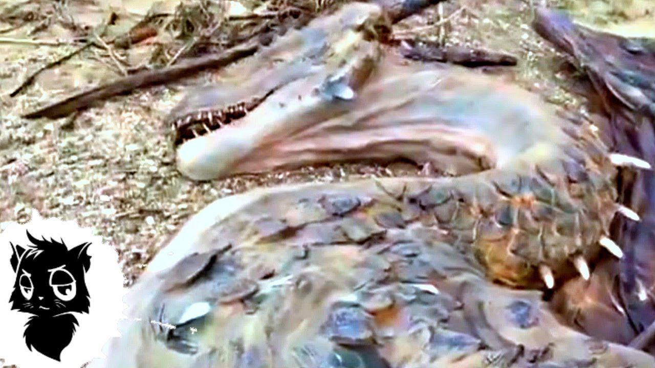 5 СТРАШНЫХ МОНСТРОВ СНЯТЫХ НА КАМЕРУ [Черный кот] смотреть онлайн