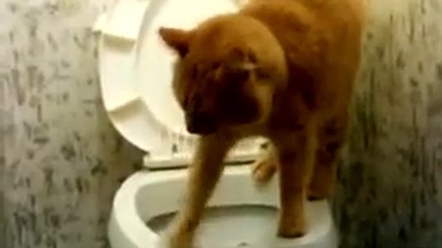Кот чистит унитаз