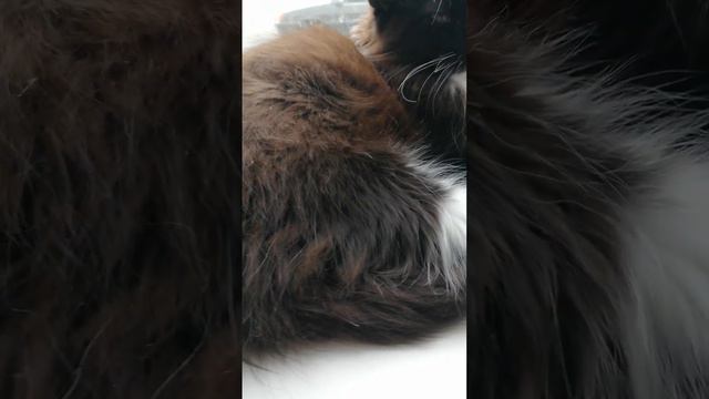 джиппер. кот мейн кун. ржавого окраса 2. смотреть онлайн