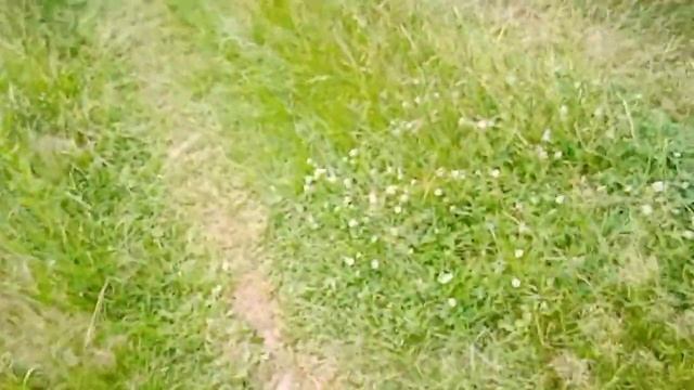 Цветение аморфы кустарниковой (акации синей или фиолетовой) куста-медоноса,посещение ее пчелами смотреть онлайн