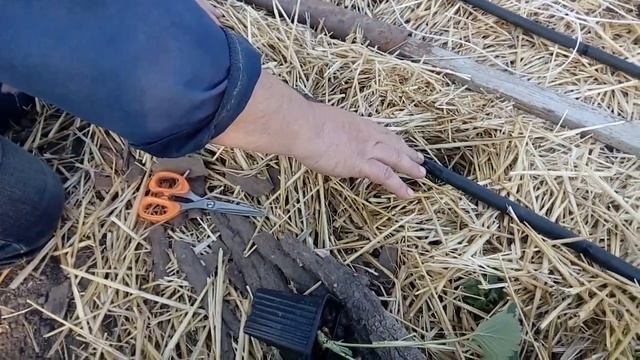 Клубника Альбион: правильная посадка на соломе смотреть онлайн