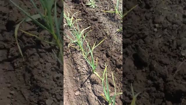 15 мая 2019 год. Борьба с сорняками и даём воздух смотреть онлайн