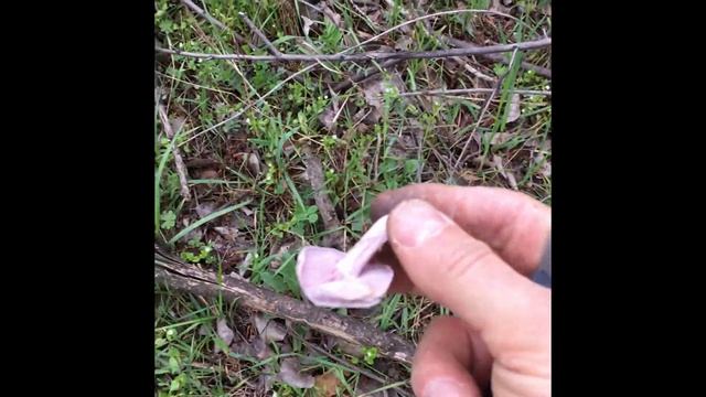 поход за весенними грибами!сморчки,строчки(лопастник белоножковый)2е апреля 2018! смотреть онлайн