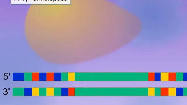 Транскрипция смотреть онлайн