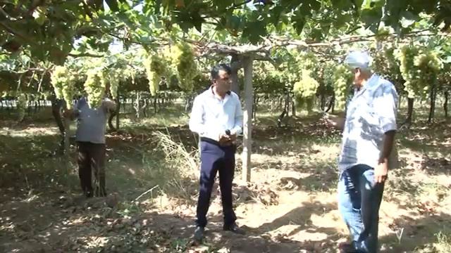 Хисор ангур