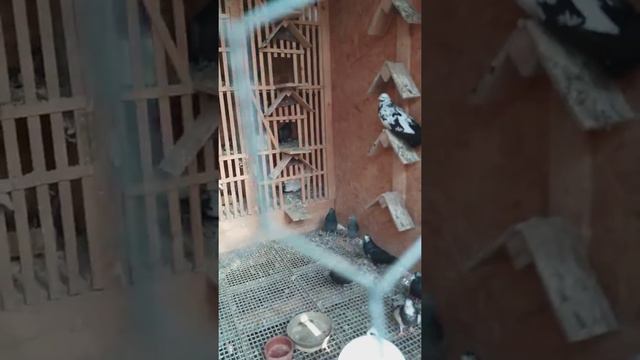 Голуби Лео Шпрунг Германия смотреть онлайн