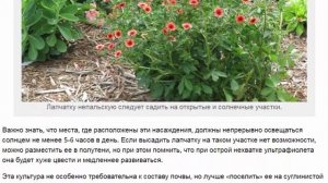 Лапчатка непальская посадка, уход и советы по оформлению участка