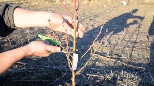 ШТАМБОВЫЕ РАСТЕНИЯ в ландшафтном дизайне: что это такое, где сажать, как формировать?