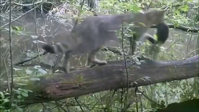 Жизнь одного упавшего дерева в лесу Видео с фото ловушки Франция смотреть онлайн