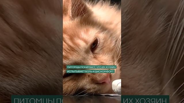 Ученые выяснили, могут ли кошки чувствовать эмоциональную и физическую боль людей смотреть онлайн