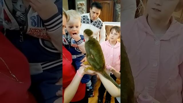 Зоопарк с ручными обезьянами. смотреть онлайн