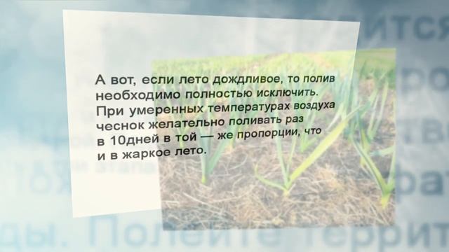 Как посадить чеснок смотреть онлайн