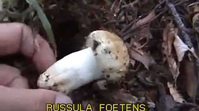 Russula foetens смотреть онлайн