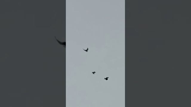 голуби Андрюхи(Бароды)г.Липецк смотреть онлайн