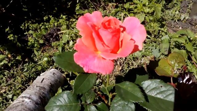 Rose I am MacMillan роза Ай Эм Макміллан смотреть онлайн