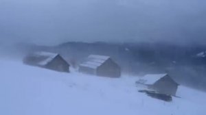 Метель, вьюга, вой. волков. Релакс