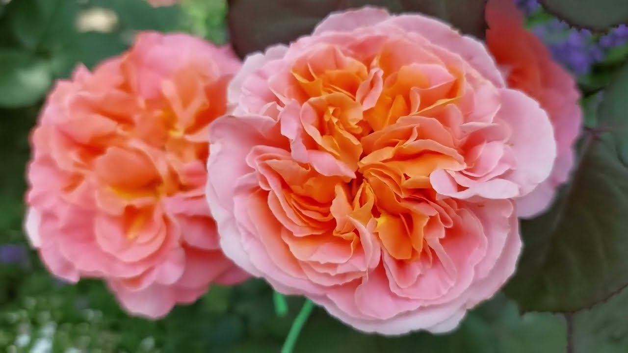 Розы. Уголки моего сада #1 смотреть онлайн