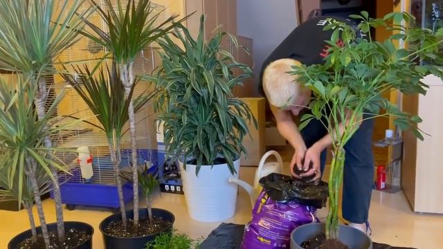 БОЛЬШАЯ пересадка крупномеров | Растения из офиса, которые заливали чаем и кофе смотреть онлайн