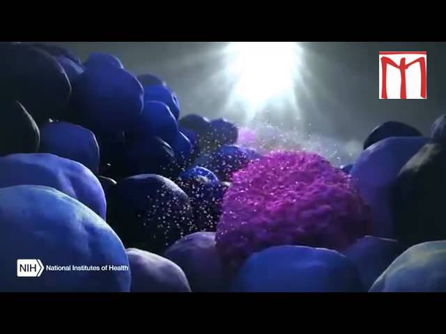 О кофе. Вредно ли кофе, почему на некоторых людей оно не действует. смотреть онлайн