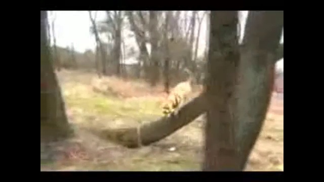 Как дрессировать собаку. Собачий паркур.