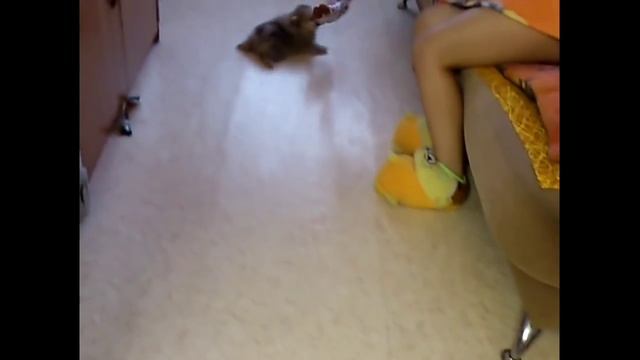 Сёма моет пол, собой.. смотреть онлайн