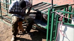 Обрезка копыт козам на станке Фаворит от SheepMaster: Россия, Казахстан, Узбекистан, Киргизия.