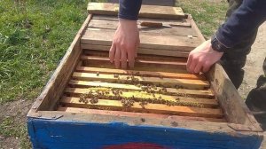 5 РАМОК РАСПЛОДА ПОРА РАСШИРЯТЬ ПЧЕЛ !!!