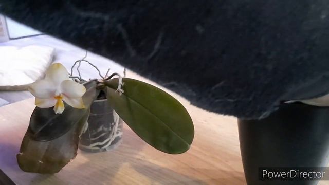 Please, do NOT do this! Phalaenopsis orchid care for beginners #phalaenopsis #orchids смотреть онлайн