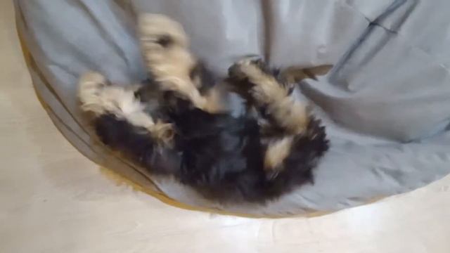 смешная Молли когда нет съёмок она очень любит эту грушу кресло смотреть онлайн