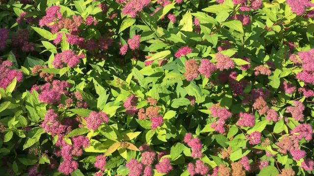 Bees And Butterflies On My Spirea