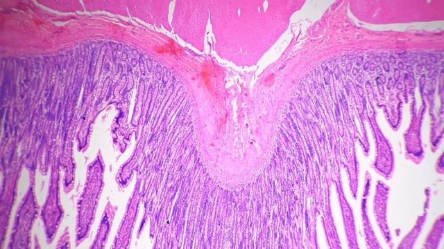 Smooth muscle isolated whole mount magnified by lab microscope in 40 times смотреть онлайн