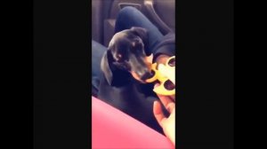 Приколы с таксами. Смешные таксы.