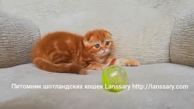 Шотландские котята питомник Lanssary. смотреть онлайн