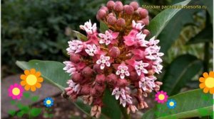 Ваточник сирийский. Краткий обзор, описание характеристик, где купить саженцы asclepias syriaca