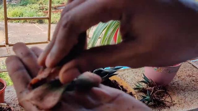 Howarthia Limifolia plant - Care and propagation Update смотреть онлайн